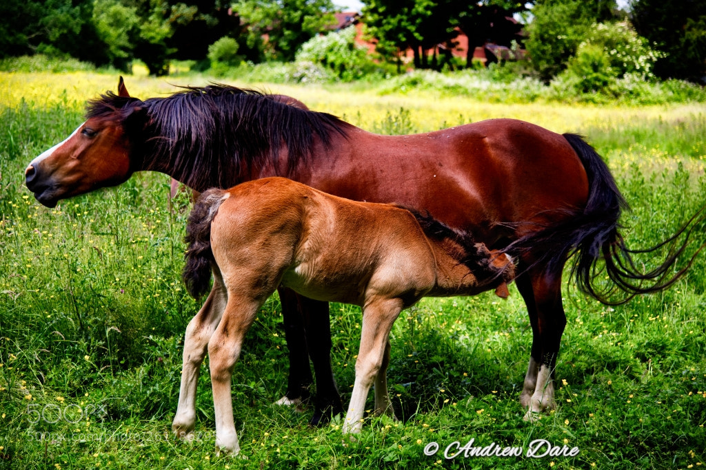 Nikon D810 sample photo. Horses ii photography