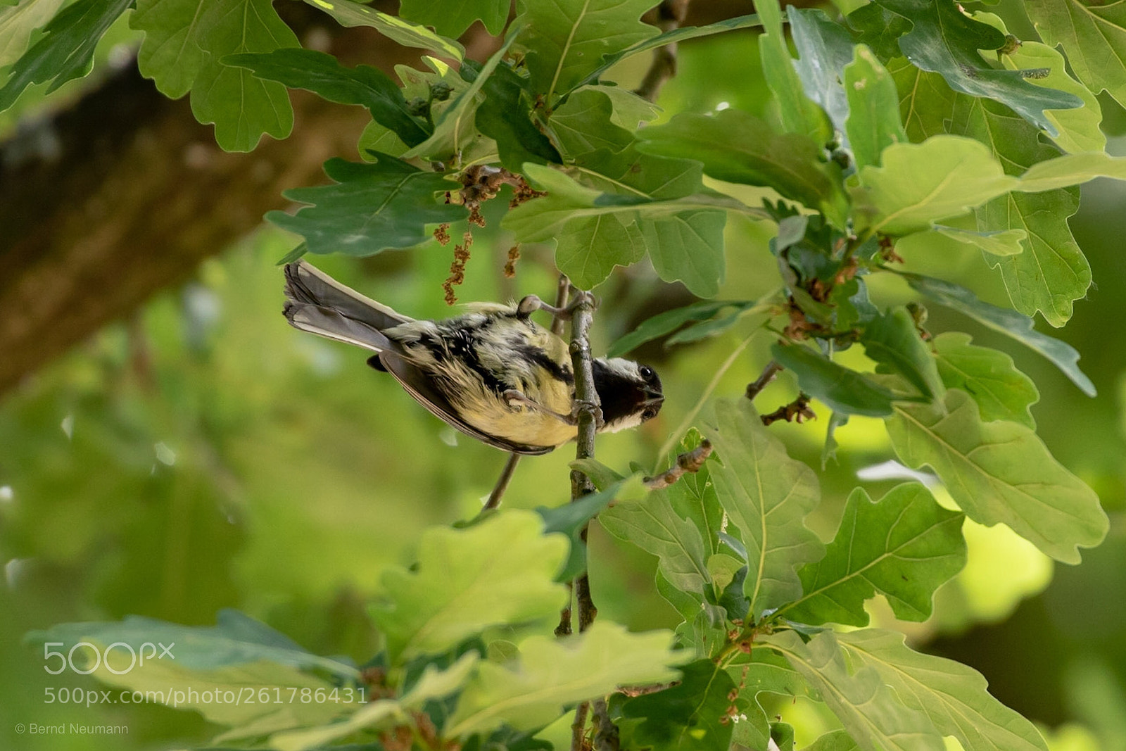 Nikon D750 sample photo. Spaßvogel photography