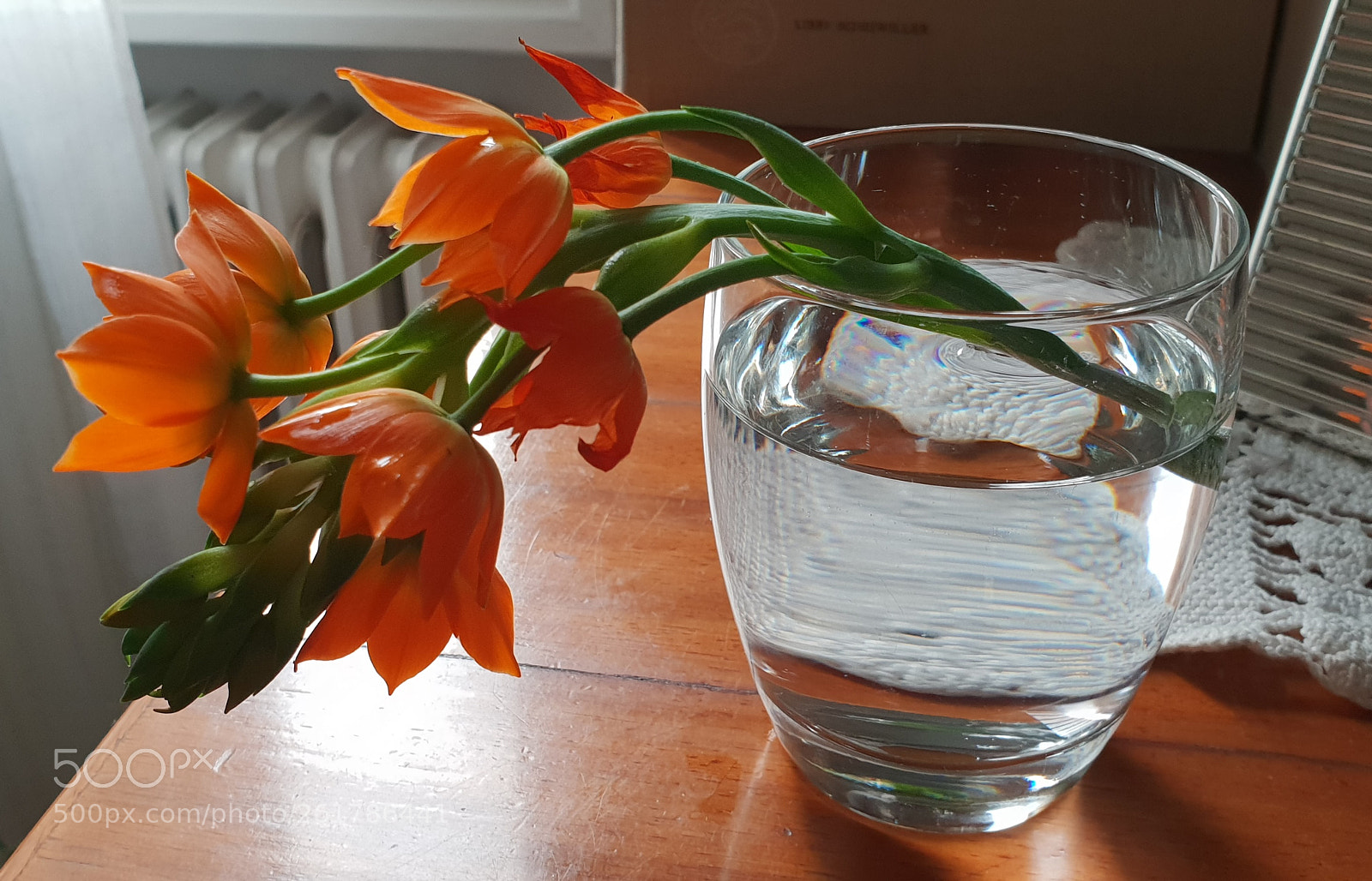 Samsung Galaxy S9+ sample photo. Fiori mamma photography