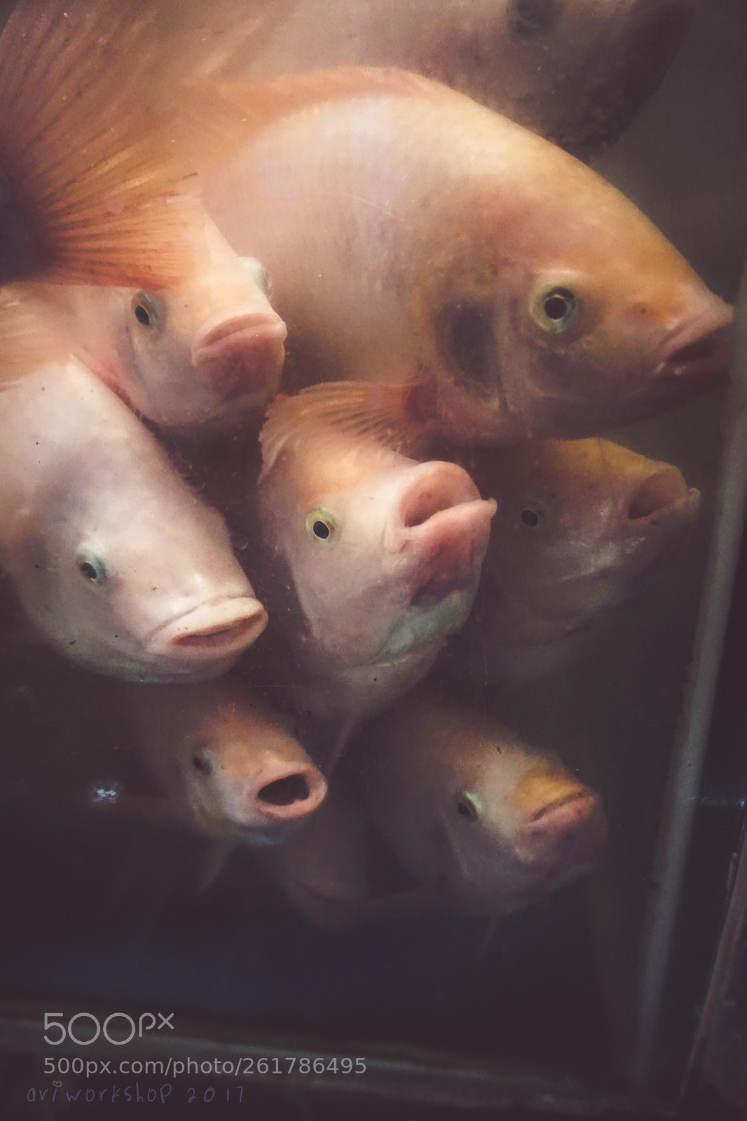 Sony a6000 sample photo. Fishes faces photography