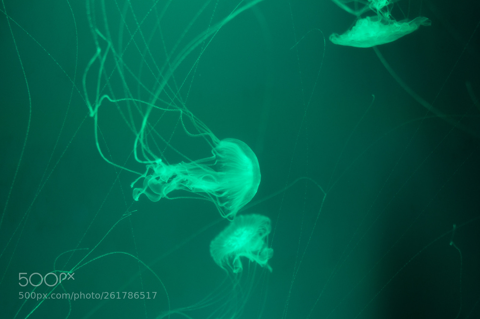 Pentax KP sample photo. Jellyfish photography