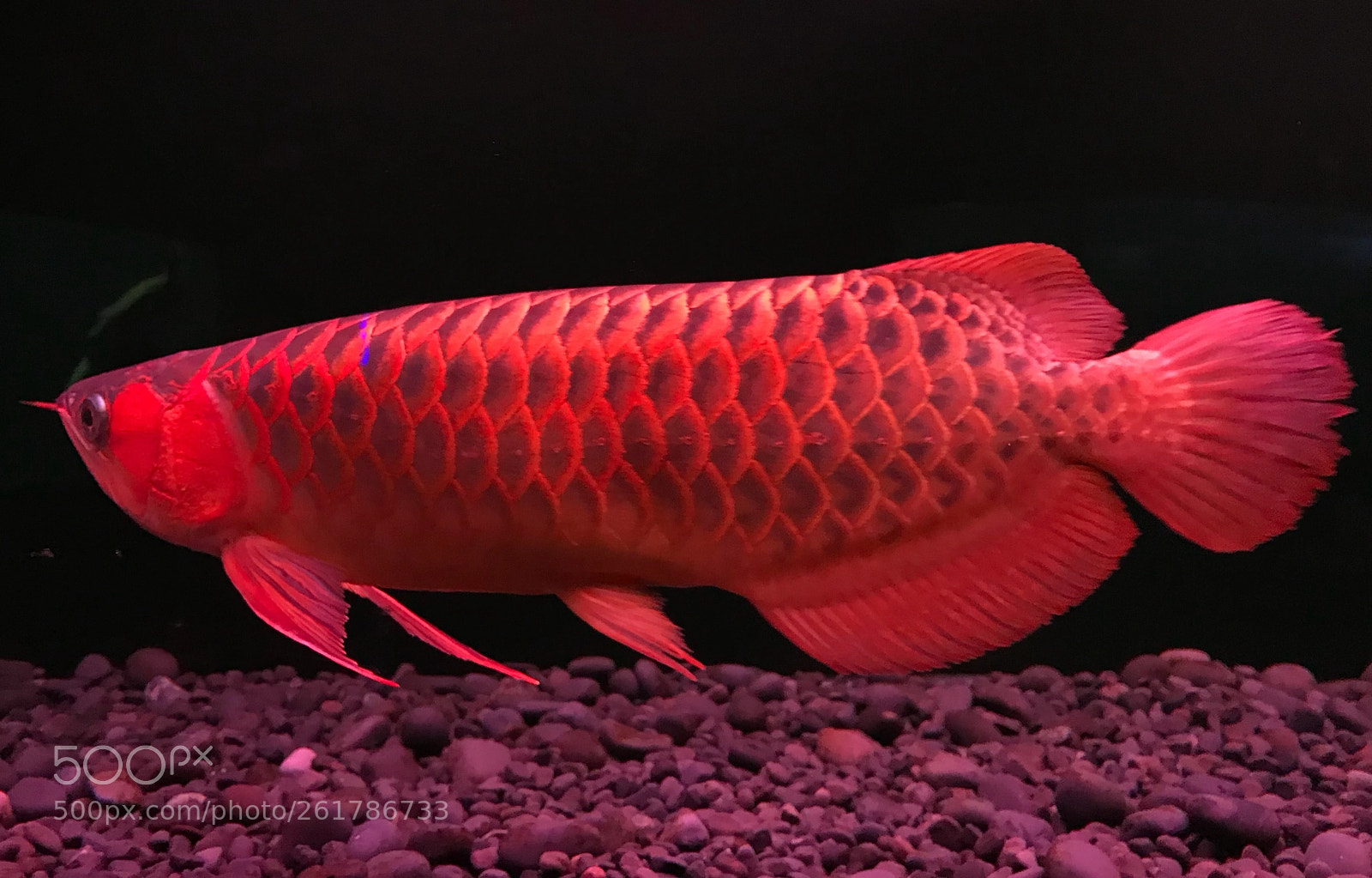 Apple iPhone 7 sample photo. The red arowana photography