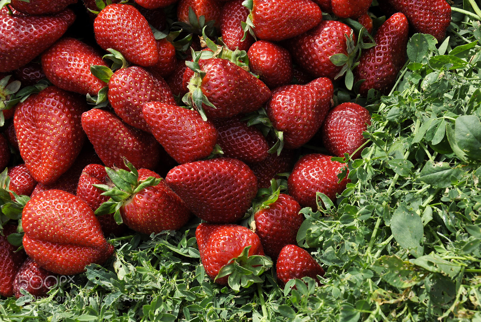 Nikon D90 sample photo. Strawberry in morocco photography