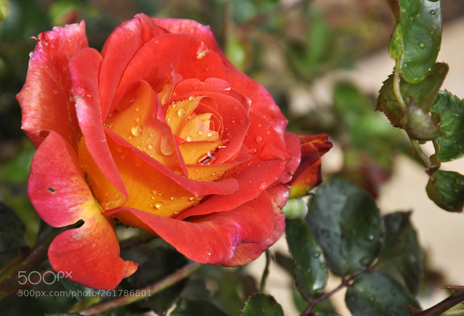 Nikon D90 sample photo. Rose in morocco photography