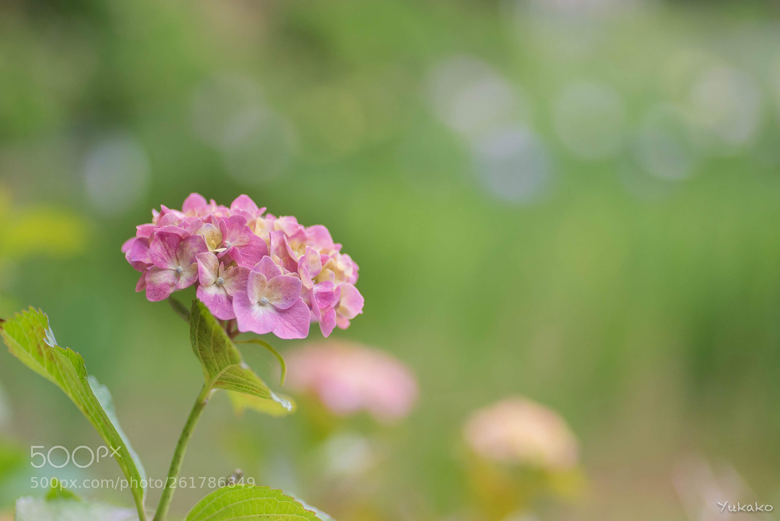 Nikon D750 sample photo. Hydrangea photography