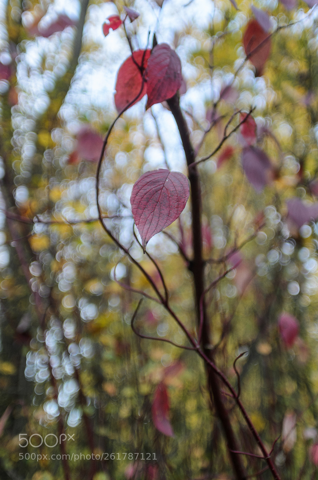 Nikon D7000 sample photo. Autumn. evening. photography