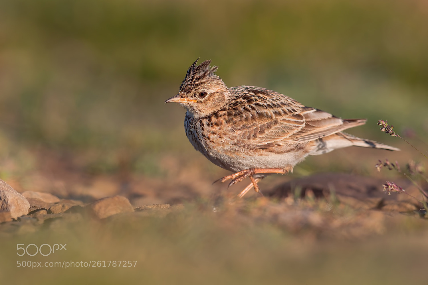 Canon EOS 5D Mark IV sample photo. Eurasian skylark walking mountain photography