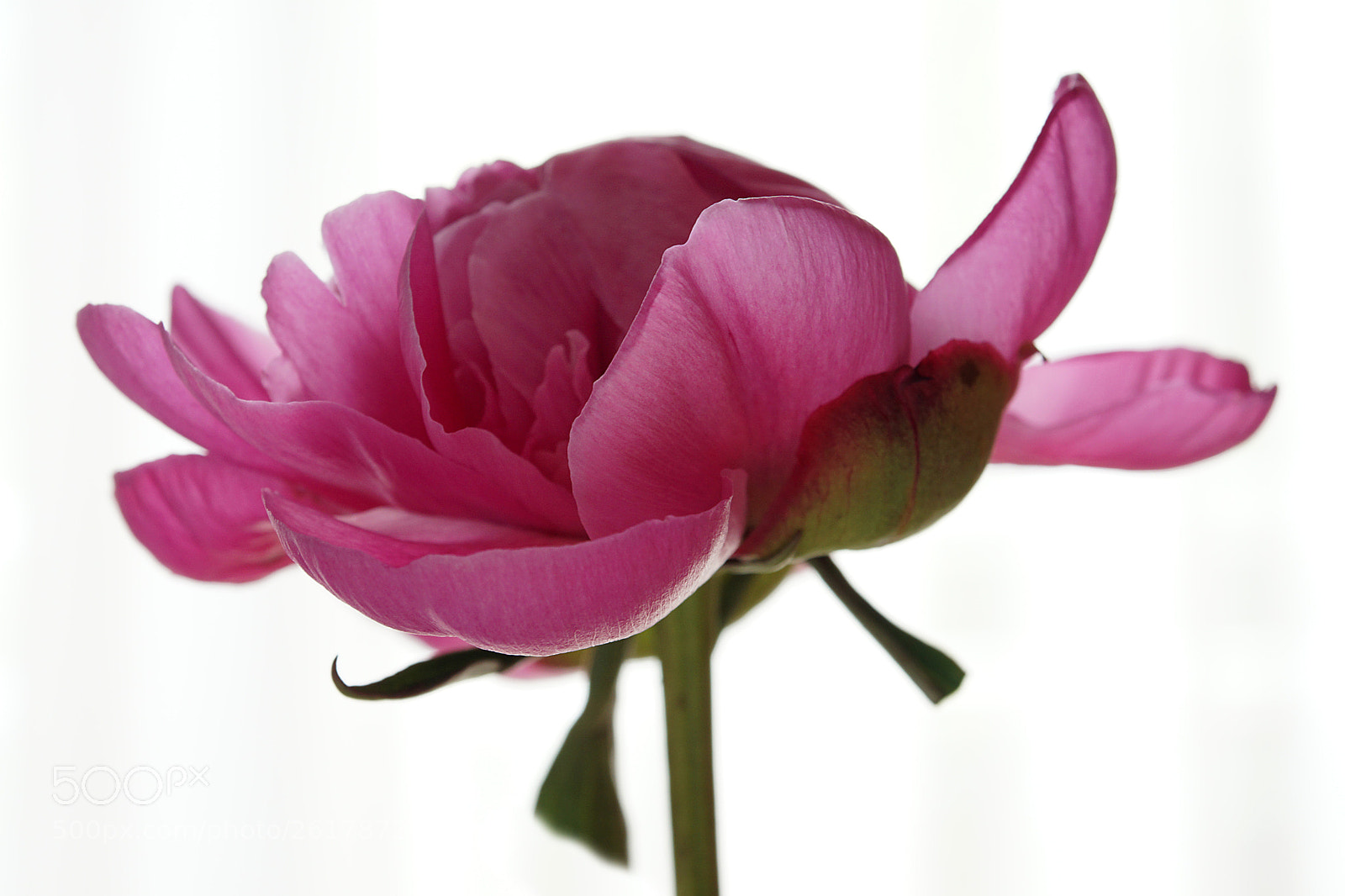 Sony ILCA-77M2 sample photo. Pink beauty photography
