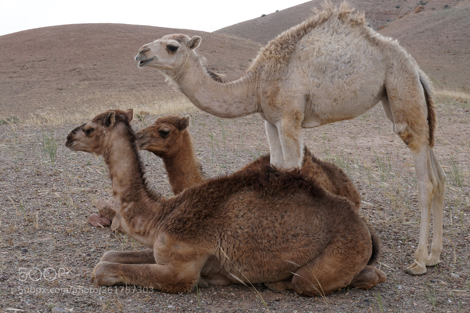Sony a6500 sample photo. Camels in the dessert photography