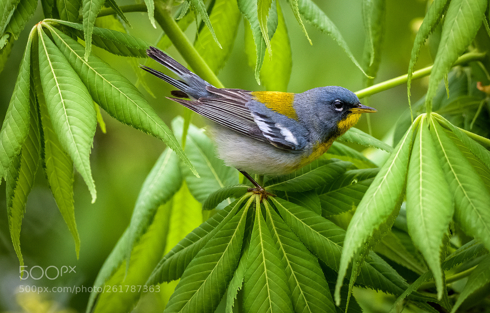 Nikon D850 sample photo. Northern parula photography