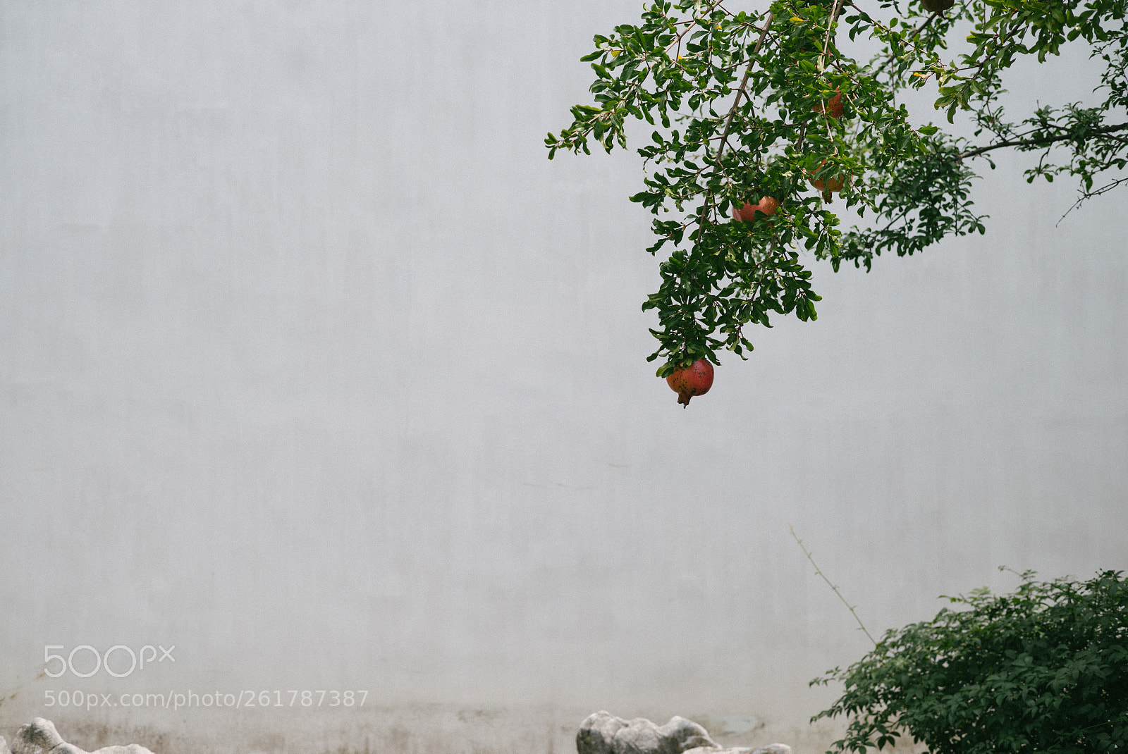 Leica M (Typ 240) sample photo. Pomegranate against the wall photography