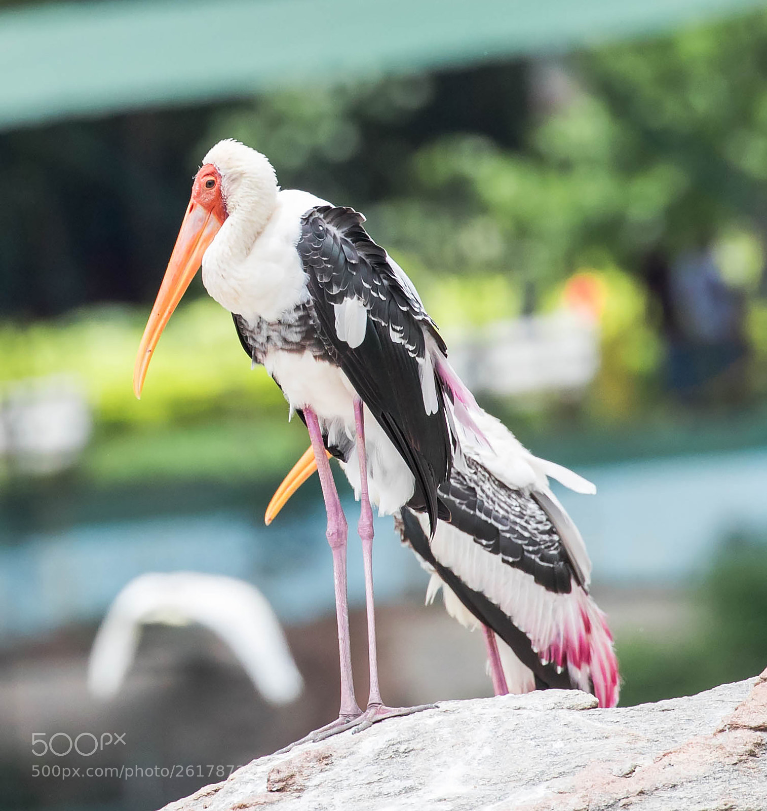 Canon EOS-1D X Mark II sample photo. Painted stork photography