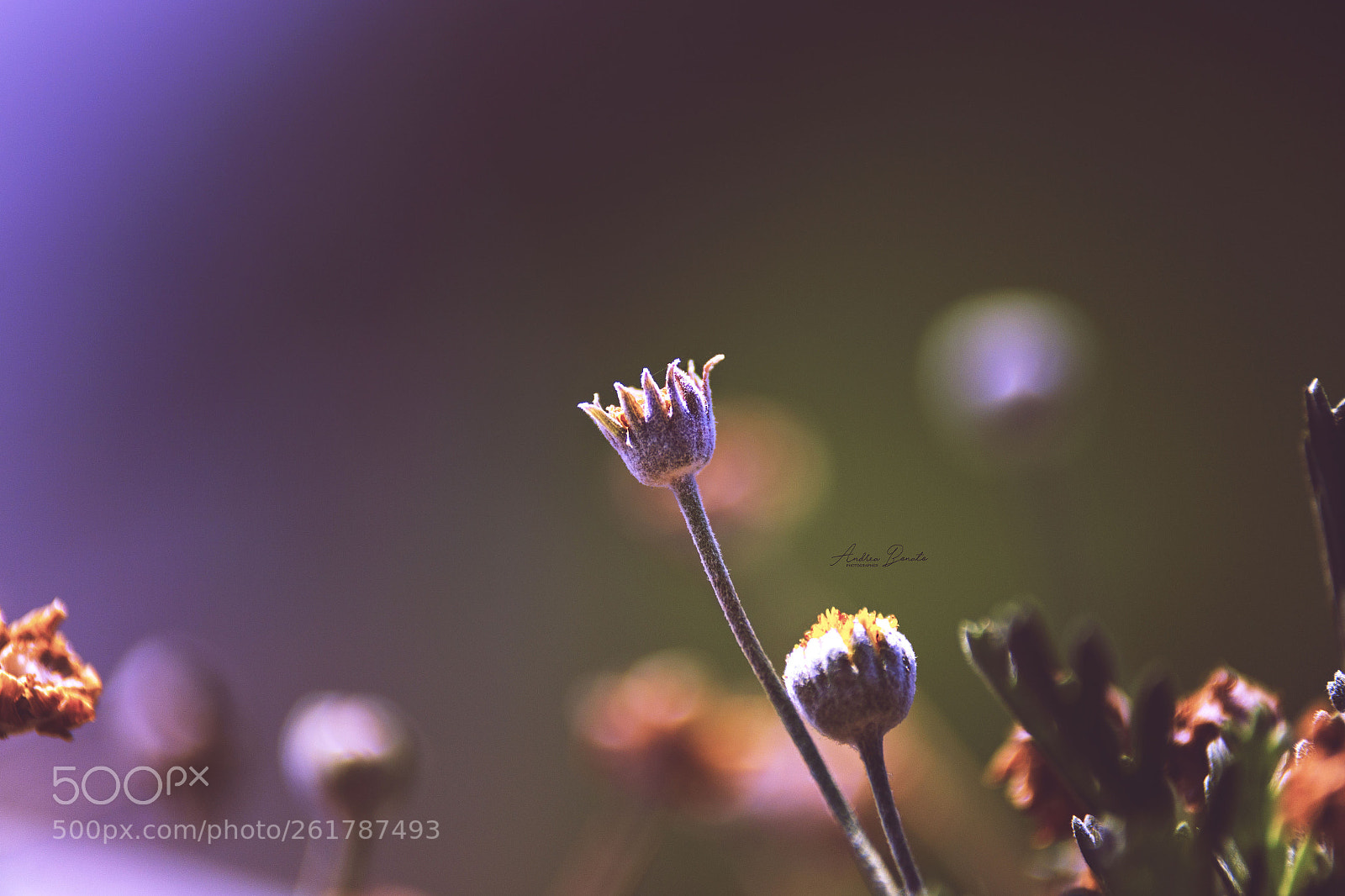 Canon EOS 6D sample photo. Untitled photography
