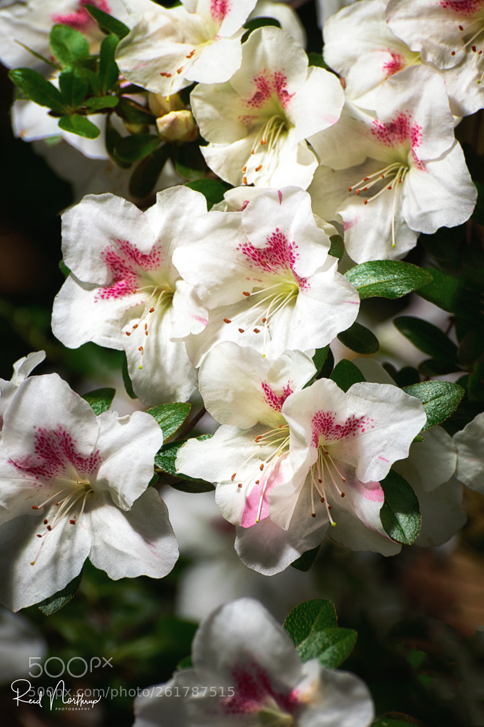 Nikon D850 sample photo. Azaleas photography