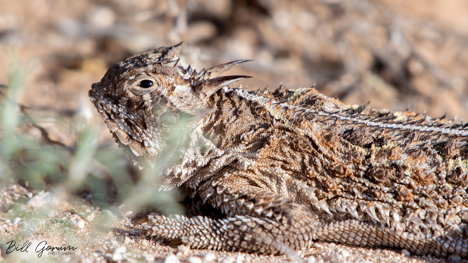 Nikon D500 sample photo. Gorumtexas horned lizard photography