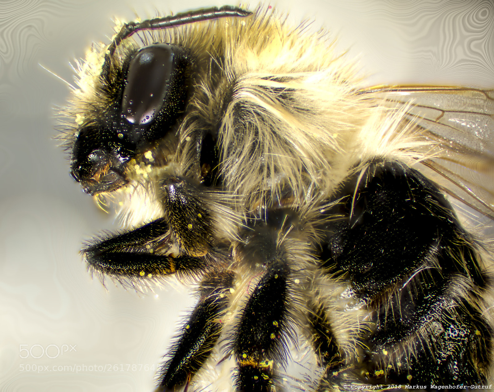 Nikon D7100 sample photo. Biene a photography