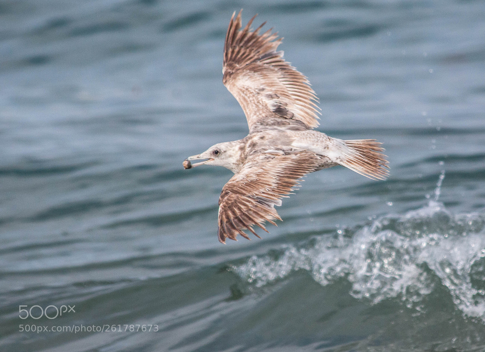 Canon EOS 70D sample photo. Herring gull photography