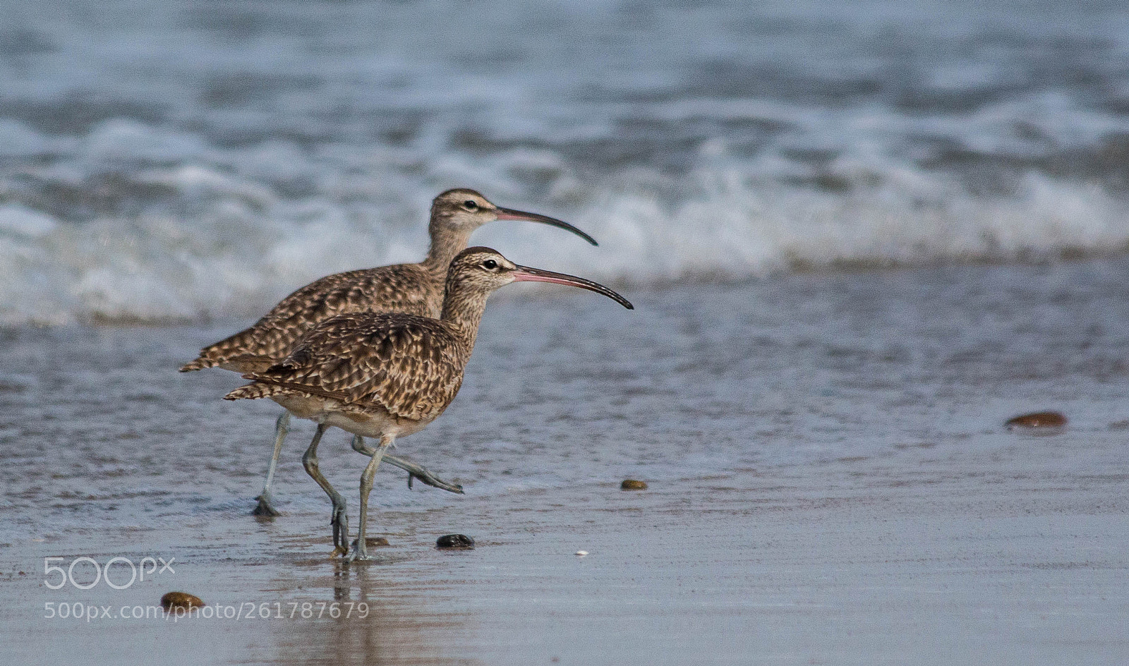 Canon EOS 70D sample photo. Whimbrel photography