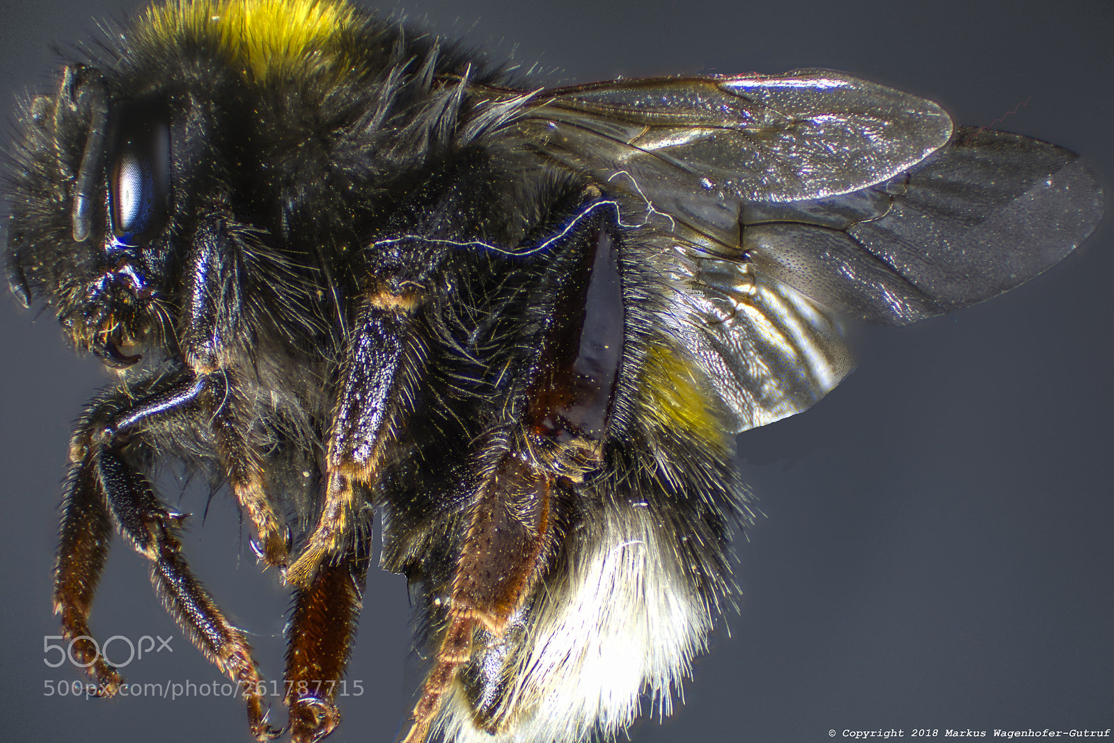 Nikon D7100 sample photo. Hummel extra photography
