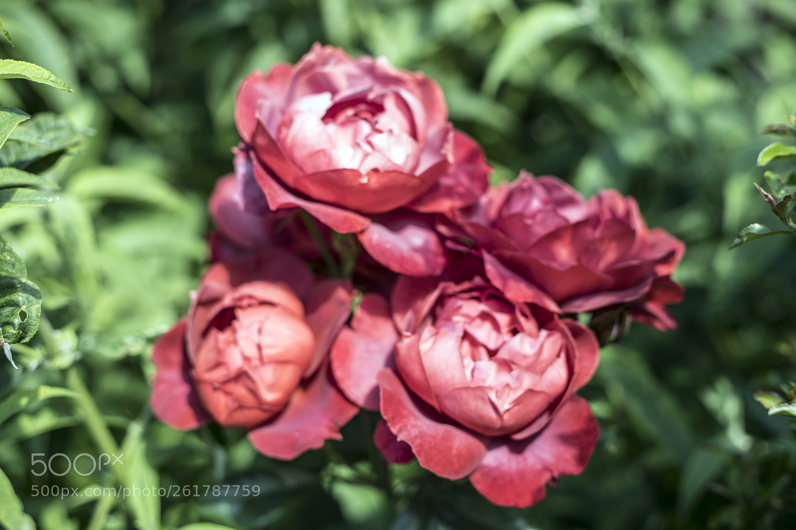 Canon EOS 6D Mark II sample photo. Flowers in the garden photography
