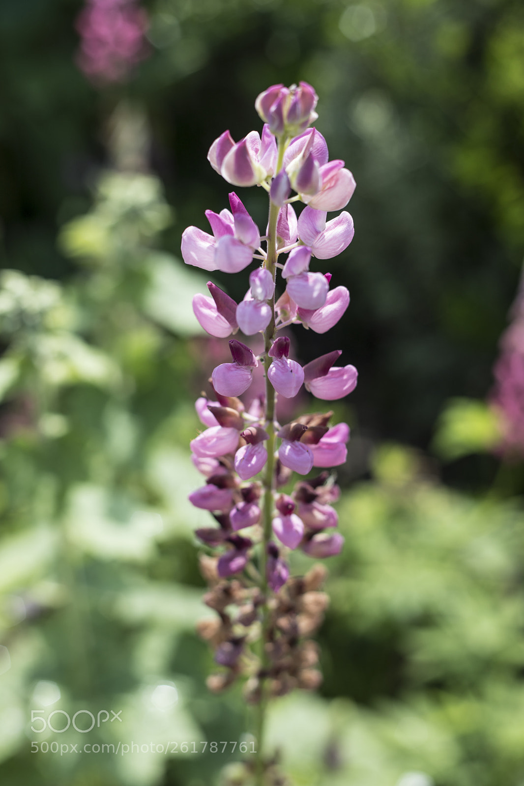 Canon EOS 6D Mark II sample photo. Flowers in the garden photography