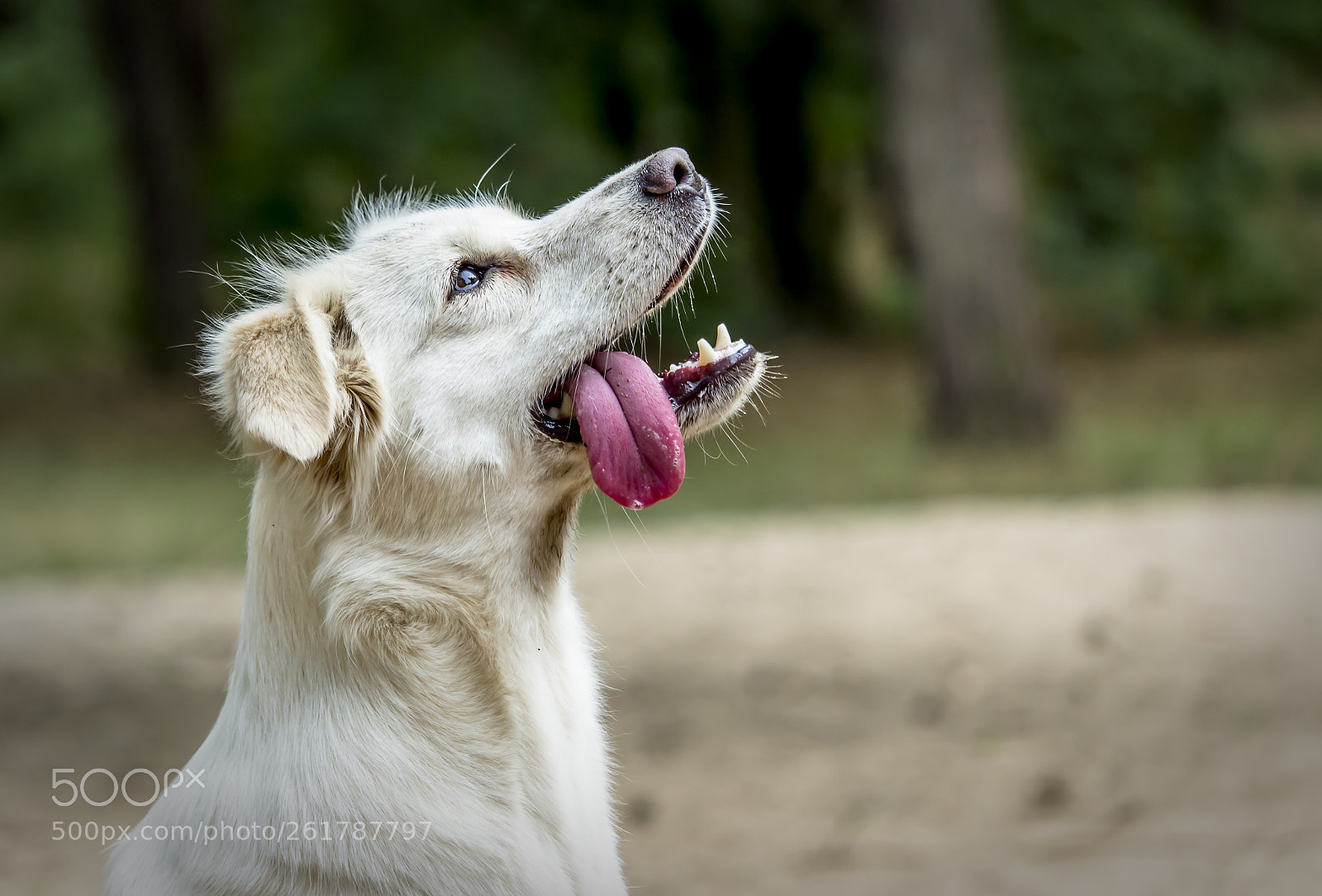Canon EOS 700D (EOS Rebel T5i / EOS Kiss X7i) sample photo. Hund photography