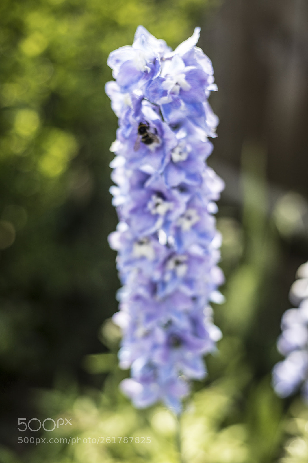 Canon EOS 6D Mark II sample photo. Flowers in the garden photography