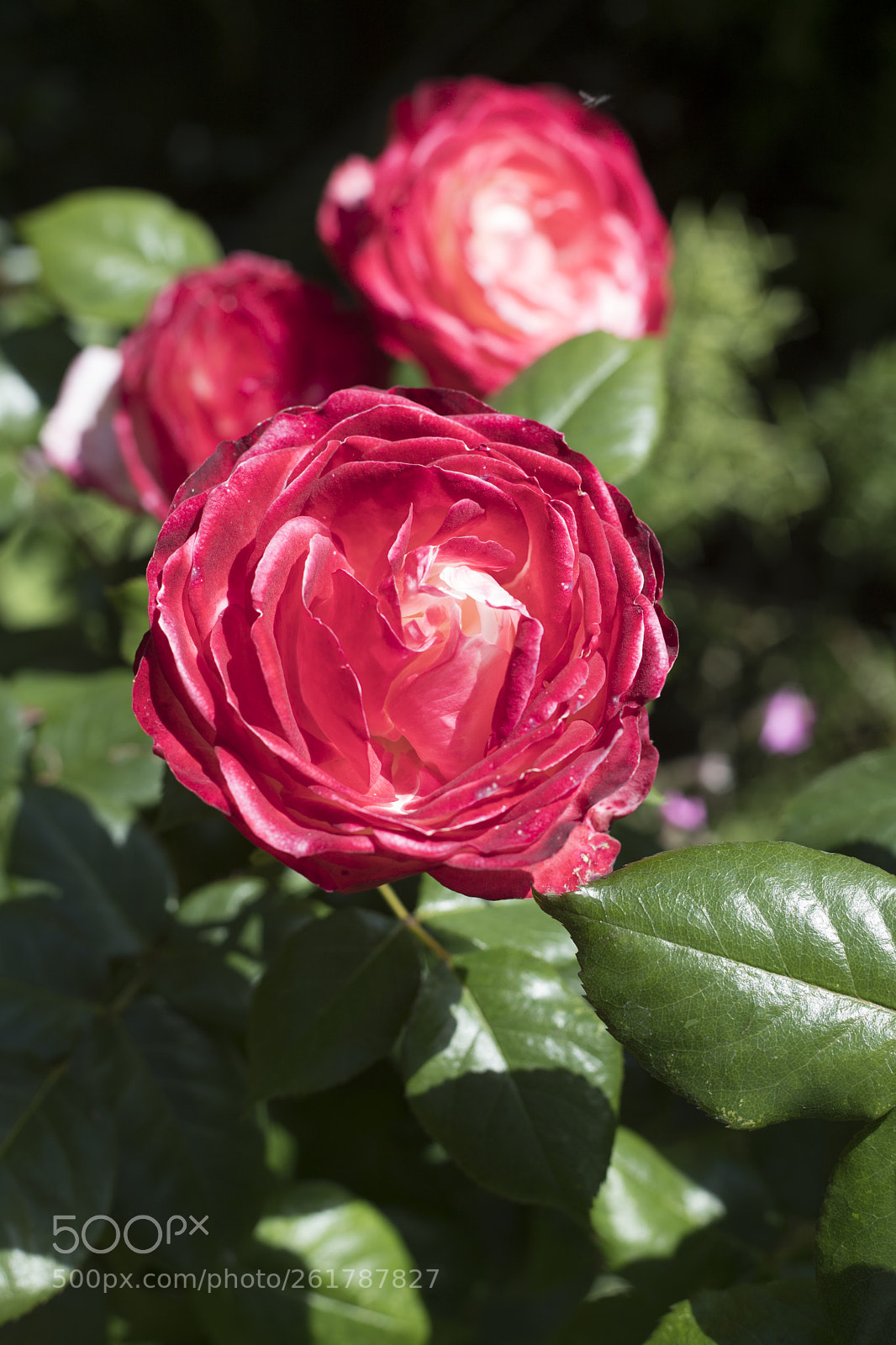 Canon EOS 6D Mark II sample photo. Flowers in the garden photography