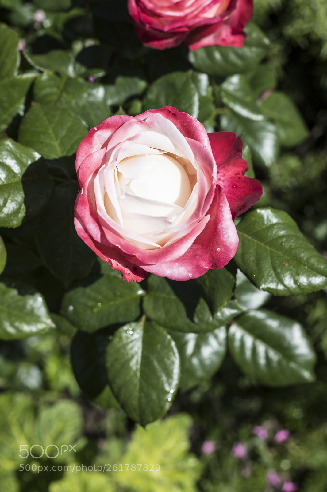 Canon EOS 6D Mark II sample photo. Flowers in the garden photography