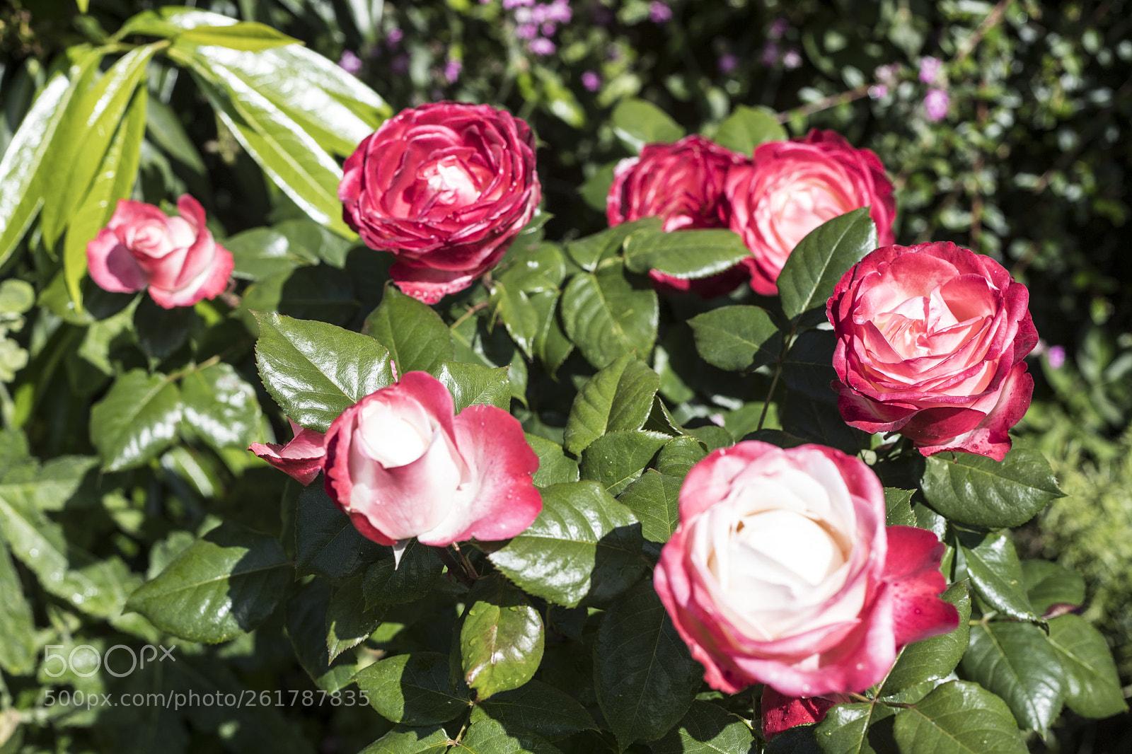 Canon EOS 6D Mark II sample photo. Flowers in the garden photography