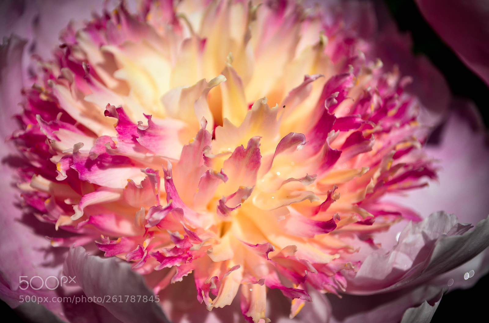 Nikon D5100 sample photo. Peony photography