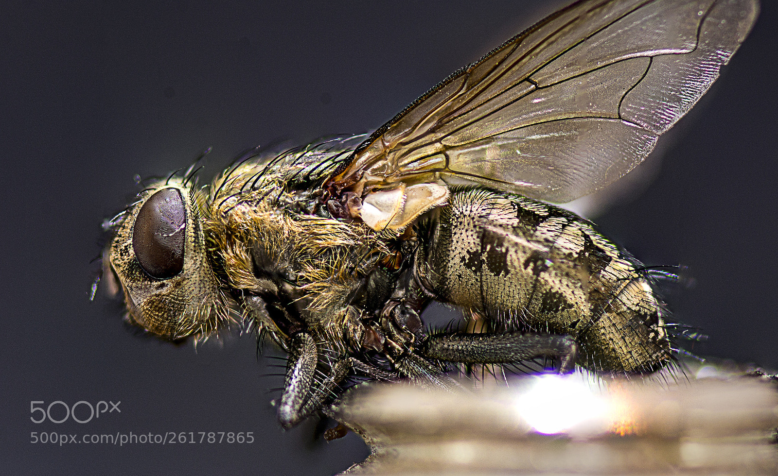 Nikon D7100 sample photo. Fliege extra photography