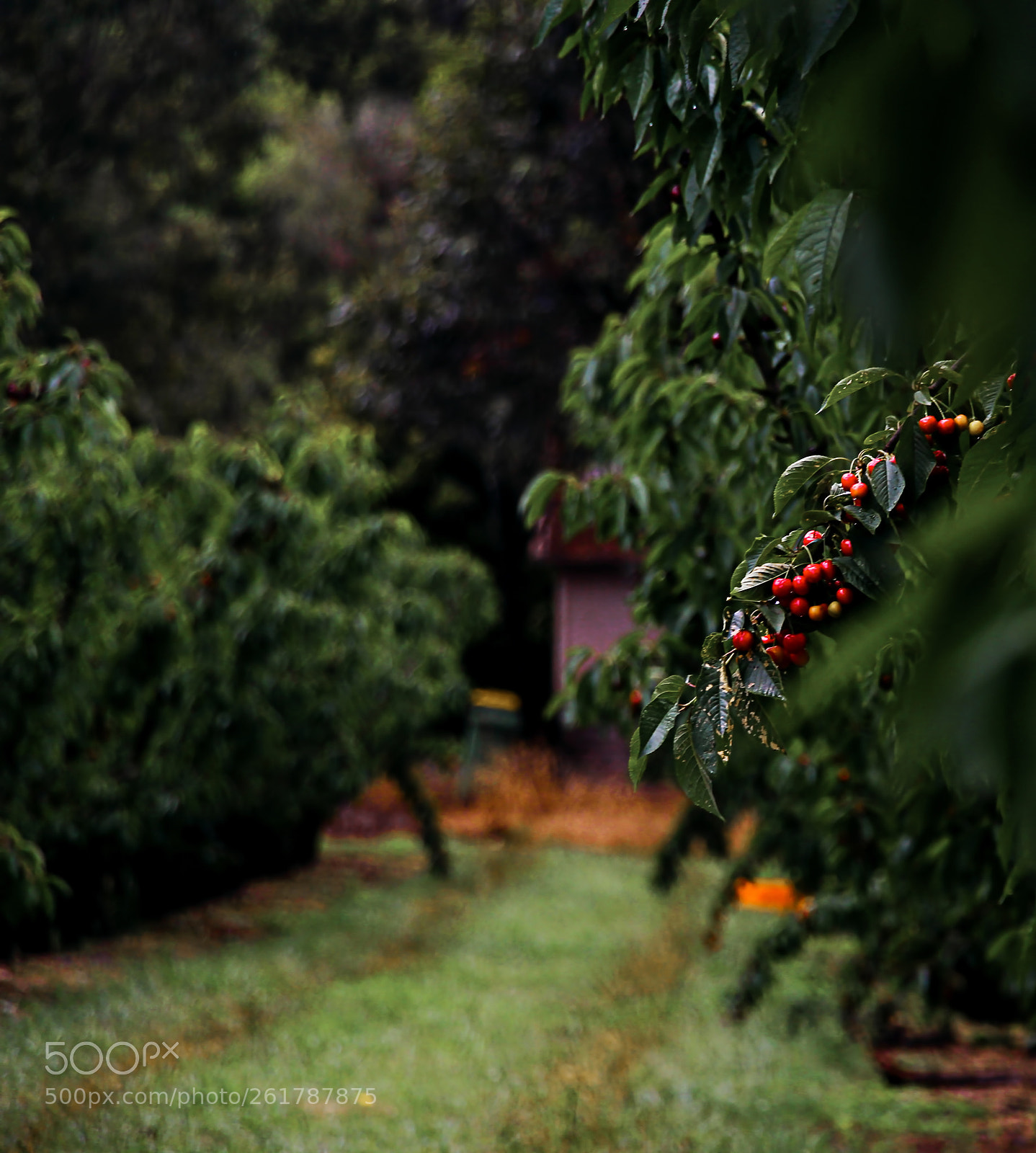 Canon EOS 700D (EOS Rebel T5i / EOS Kiss X7i) sample photo. Cherry farm photography