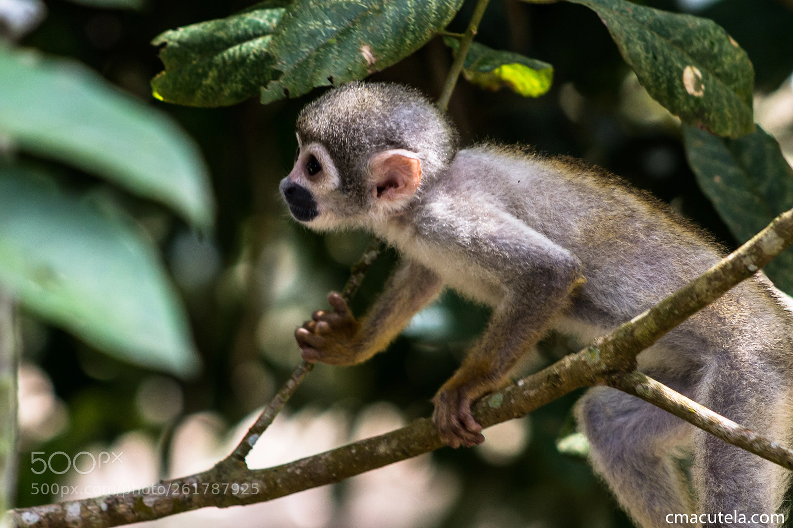 Canon EOS 1200D (EOS Rebel T5 / EOS Kiss X70 / EOS Hi) sample photo. Cute monkey photography