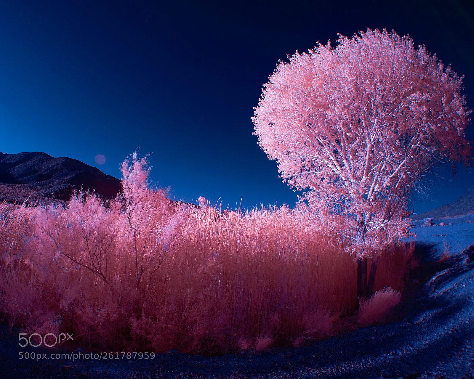 Sony a6000 sample photo. Foliage in magenta photography