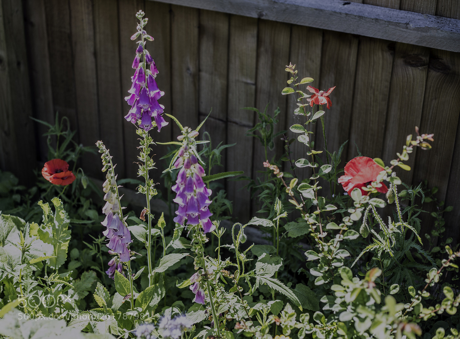Canon EOS 6D Mark II sample photo. Flowers in the garden photography