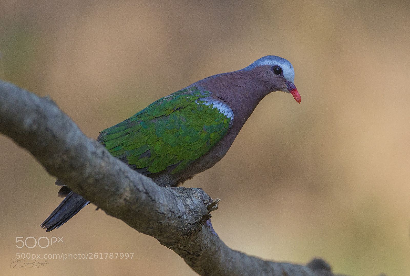 Canon EOS-1D X sample photo. Emerald dove photography