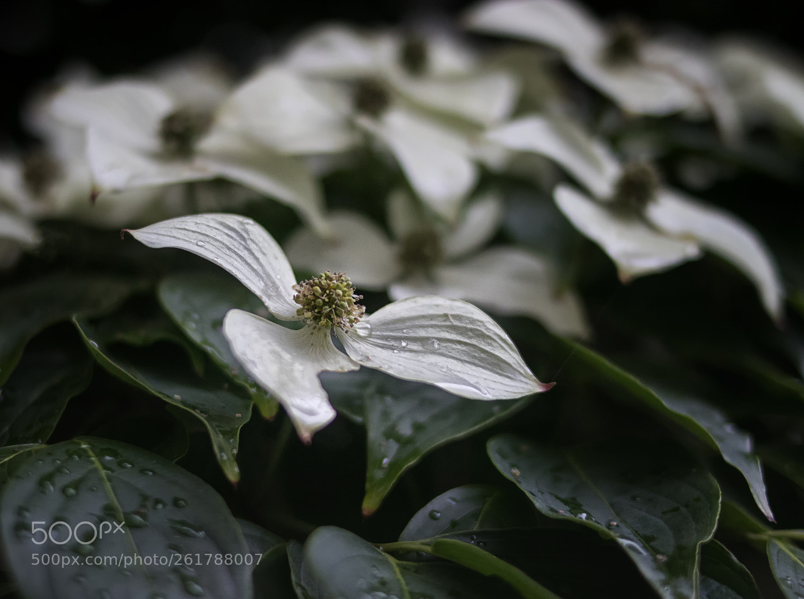 Canon EOS 800D (EOS Rebel T7i / EOS Kiss X9i) sample photo. White dogwood blossoms photography