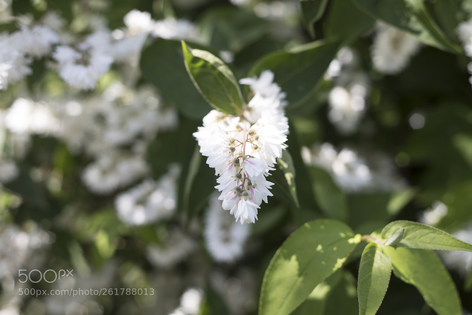 Canon EOS 6D Mark II sample photo. Flowers in the garden photography
