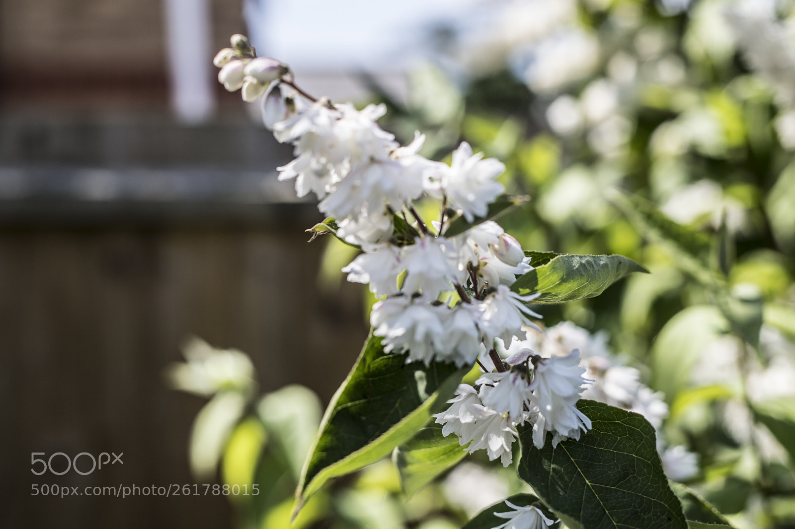 Canon EOS 6D Mark II sample photo. Flowers in the garden photography