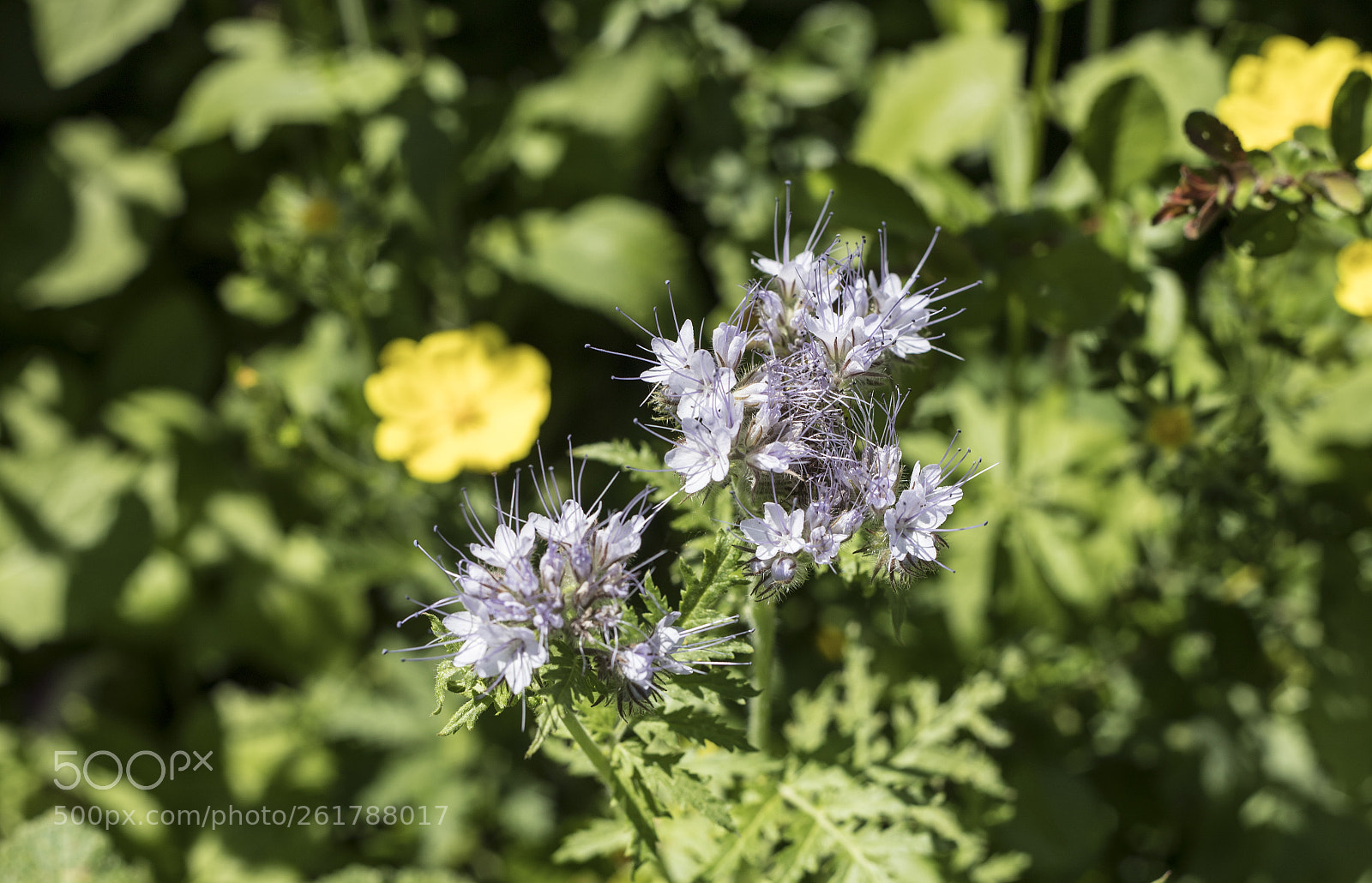 Canon EOS 6D Mark II sample photo. Flowers in the garden photography