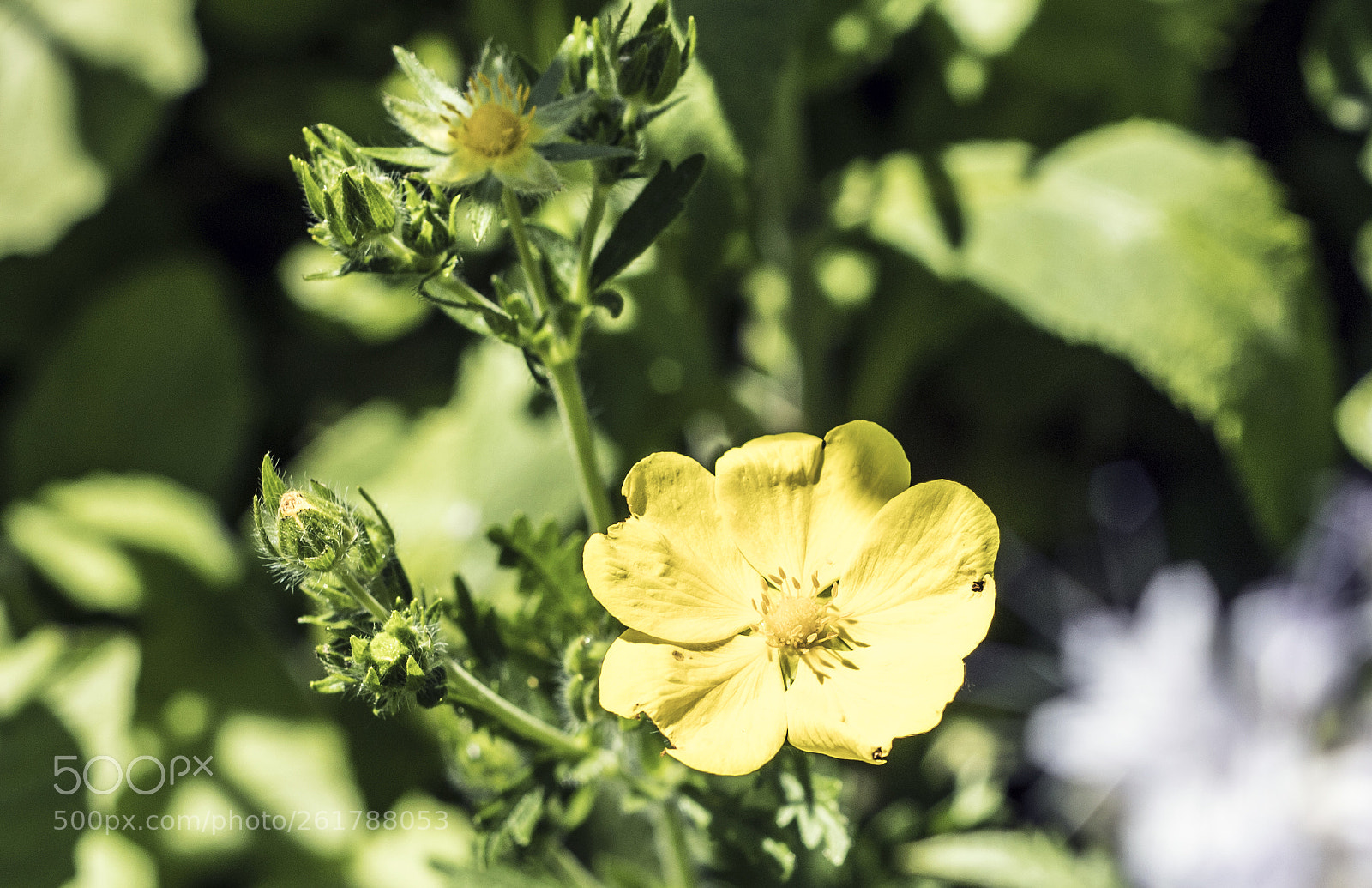 Canon EOS 6D Mark II sample photo. Flowers in the garden photography