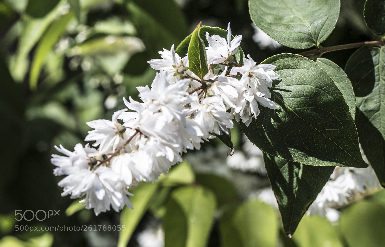 Canon EOS 6D Mark II sample photo. Flowers in the garden photography