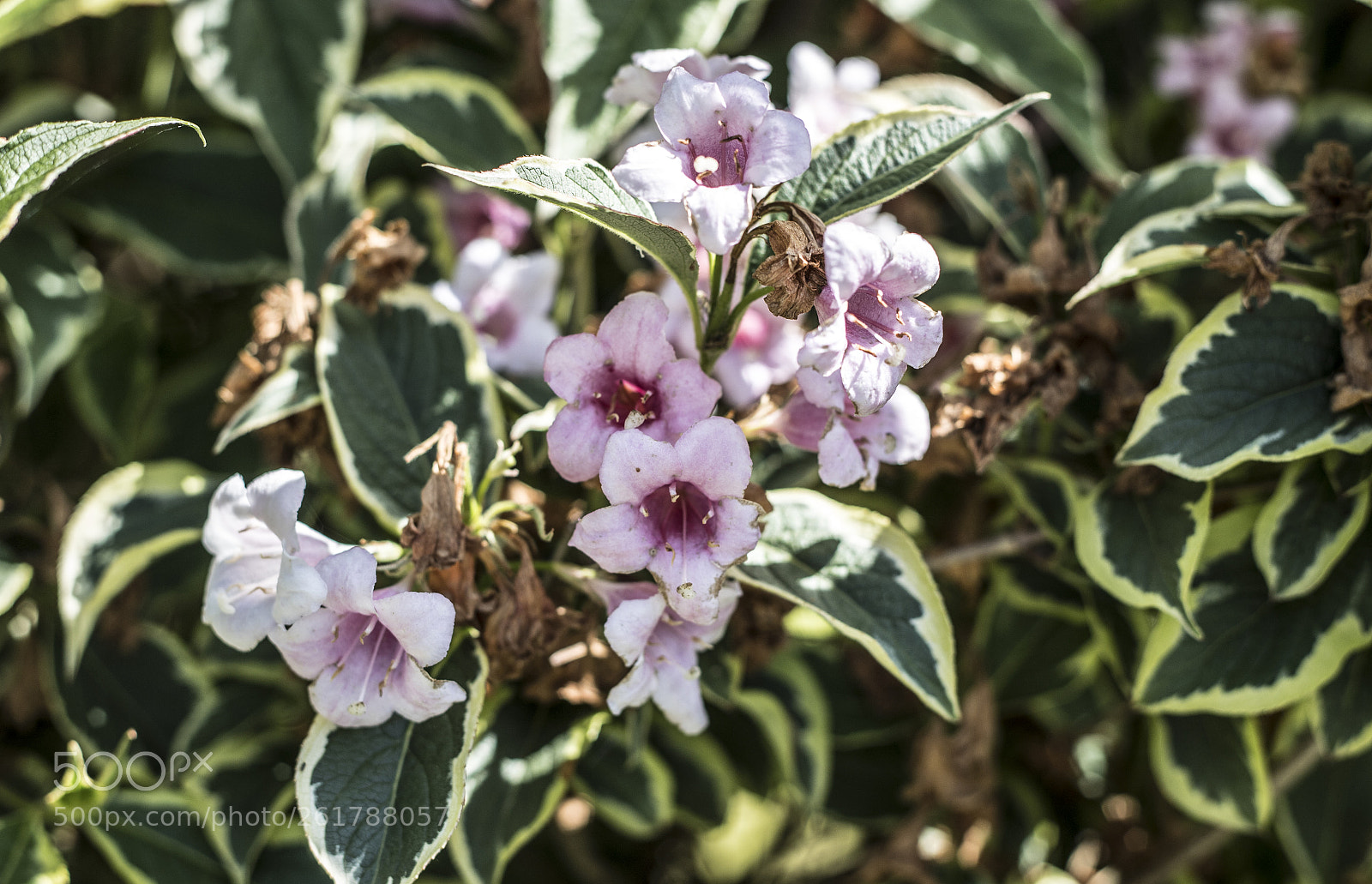 Canon EOS 6D Mark II sample photo. Flowers in the garden photography