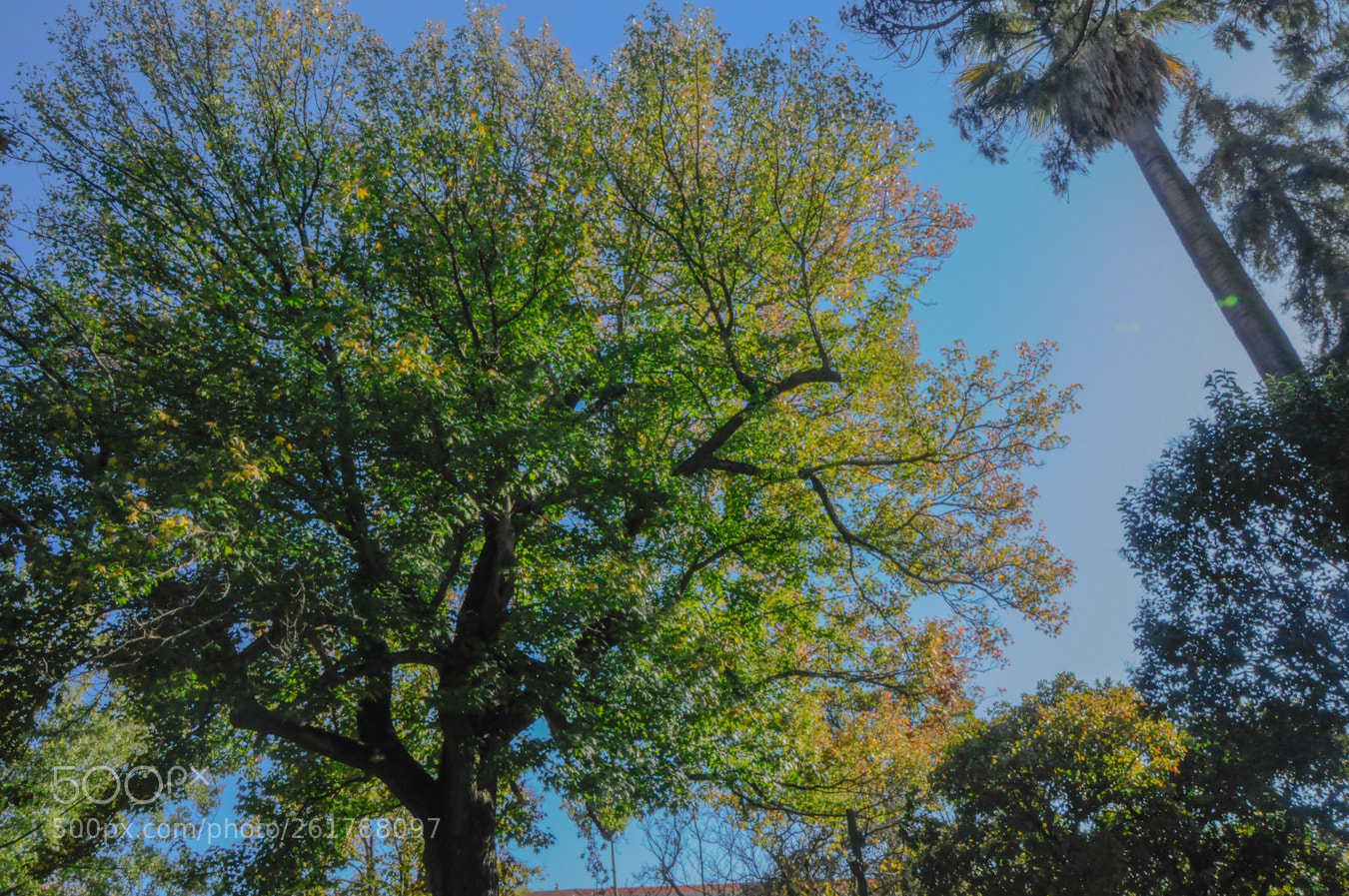 Nikon D300S sample photo. Sl de abril photography
