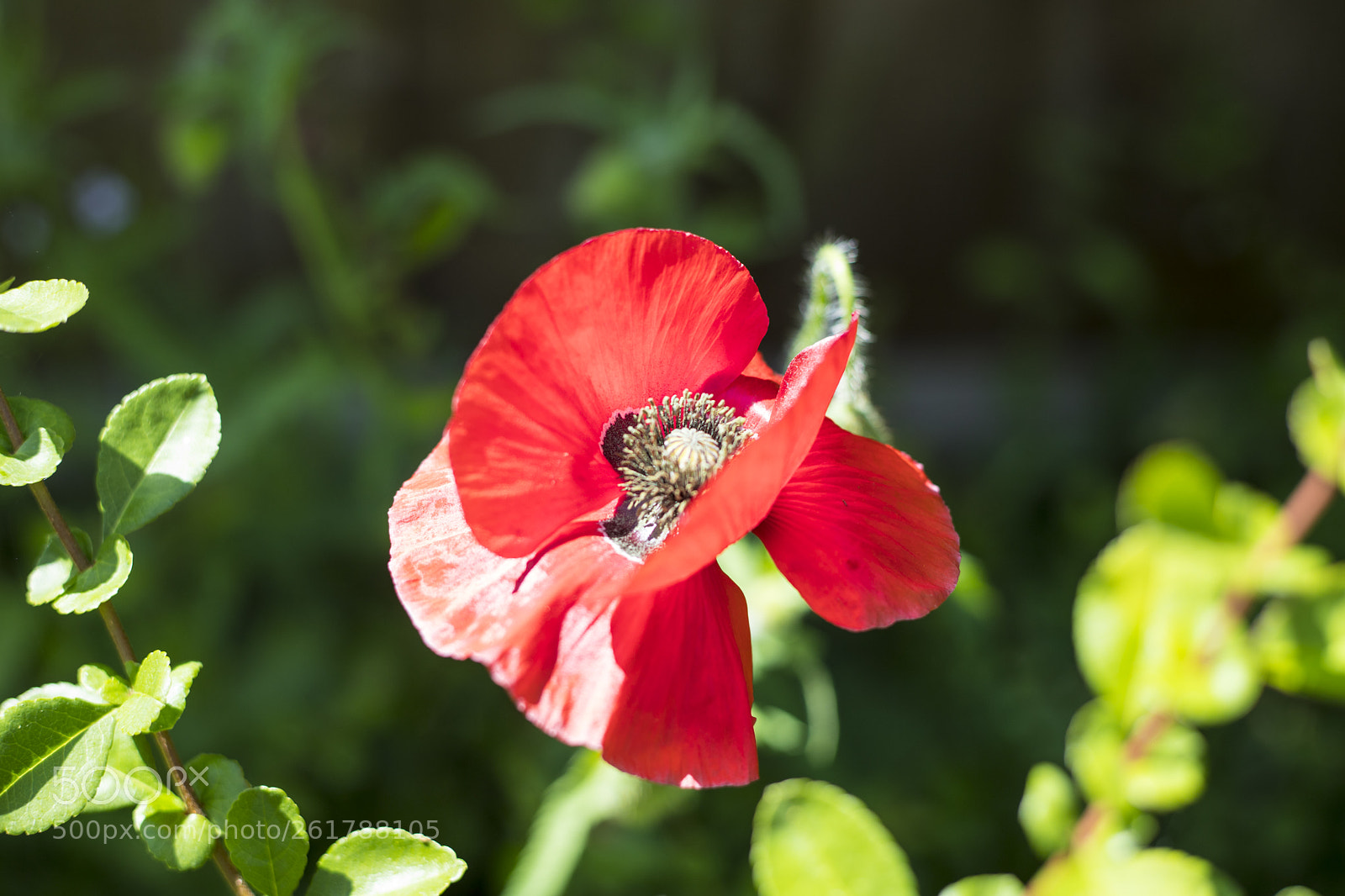 Canon EOS 6D Mark II sample photo. Flowers in the garden photography
