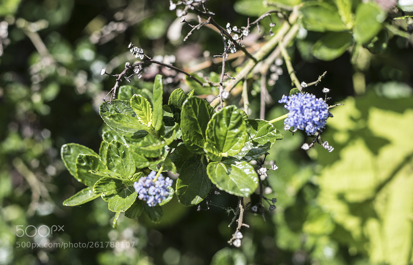 Canon EOS 6D Mark II sample photo. Flowers in the garden photography
