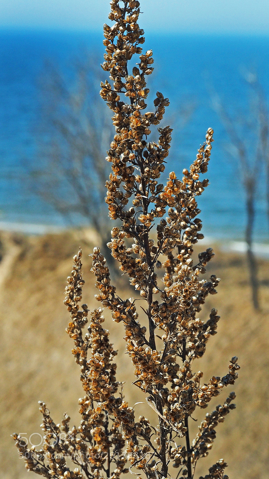 Olympus OM-D E-M5 II sample photo. Coast line plant photography