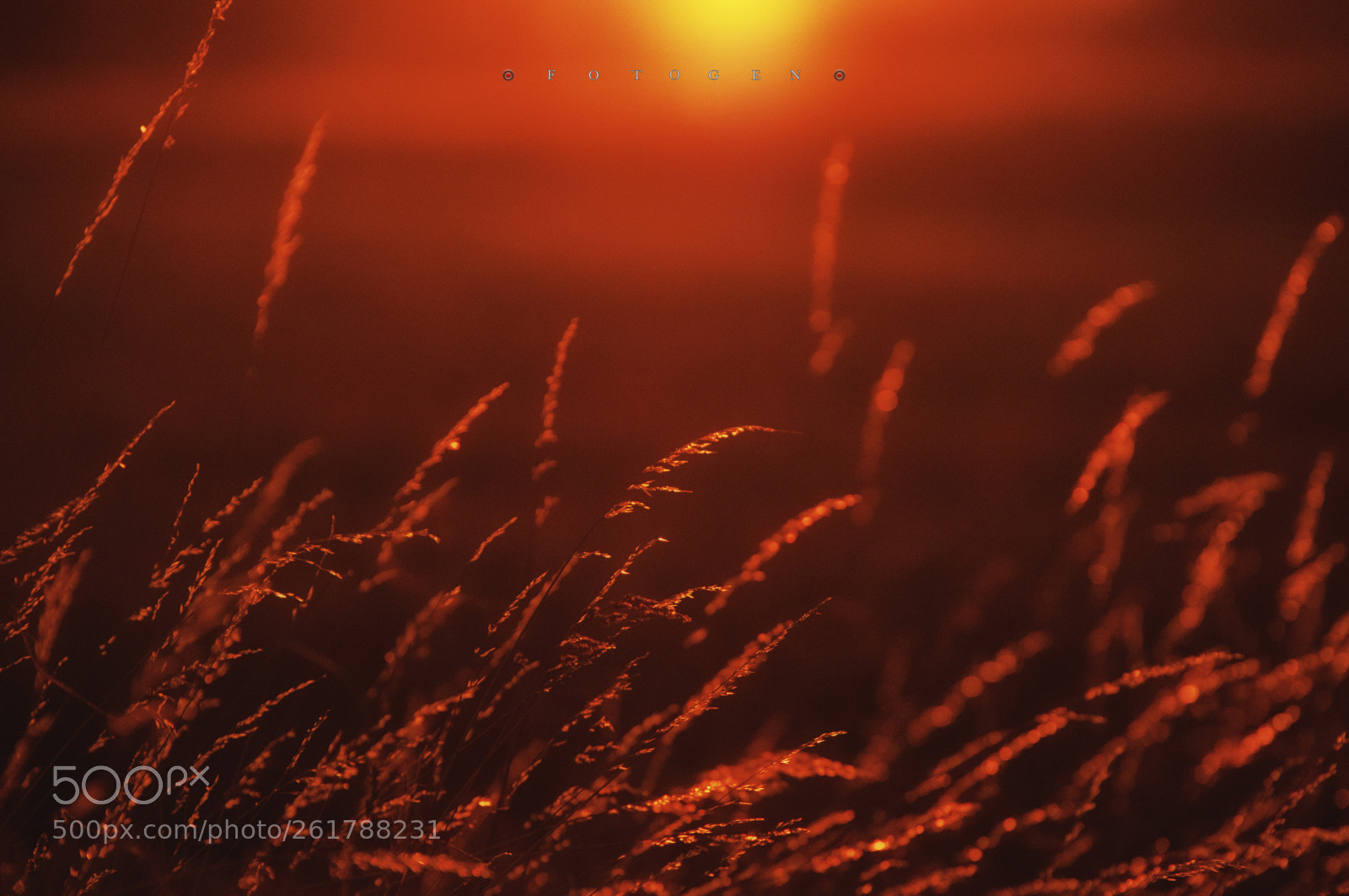 Nikon D300S sample photo. Only the sun photography