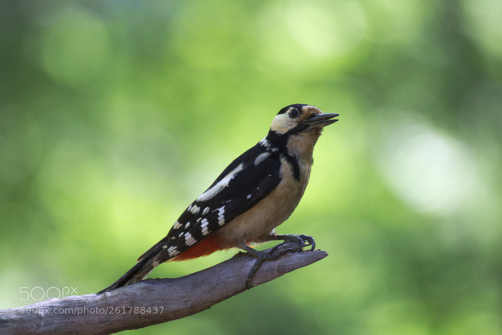 Canon EOS 70D + Canon EF 300mm F2.8L IS II USM sample photo. Woodpecker with bokeh photography